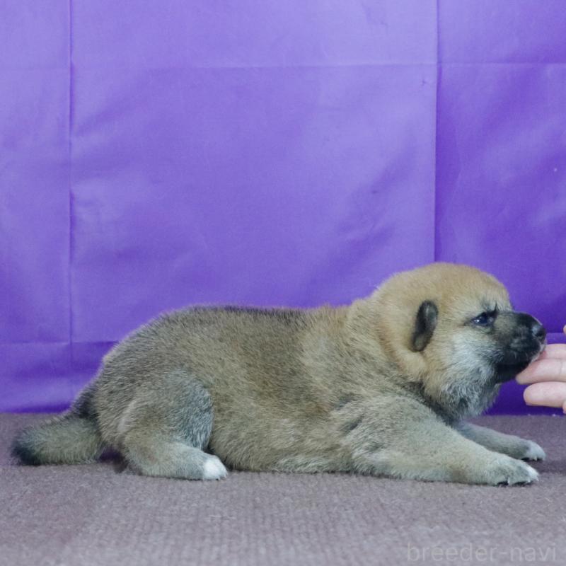 販売中の愛知県の柴犬-412182の2枚目